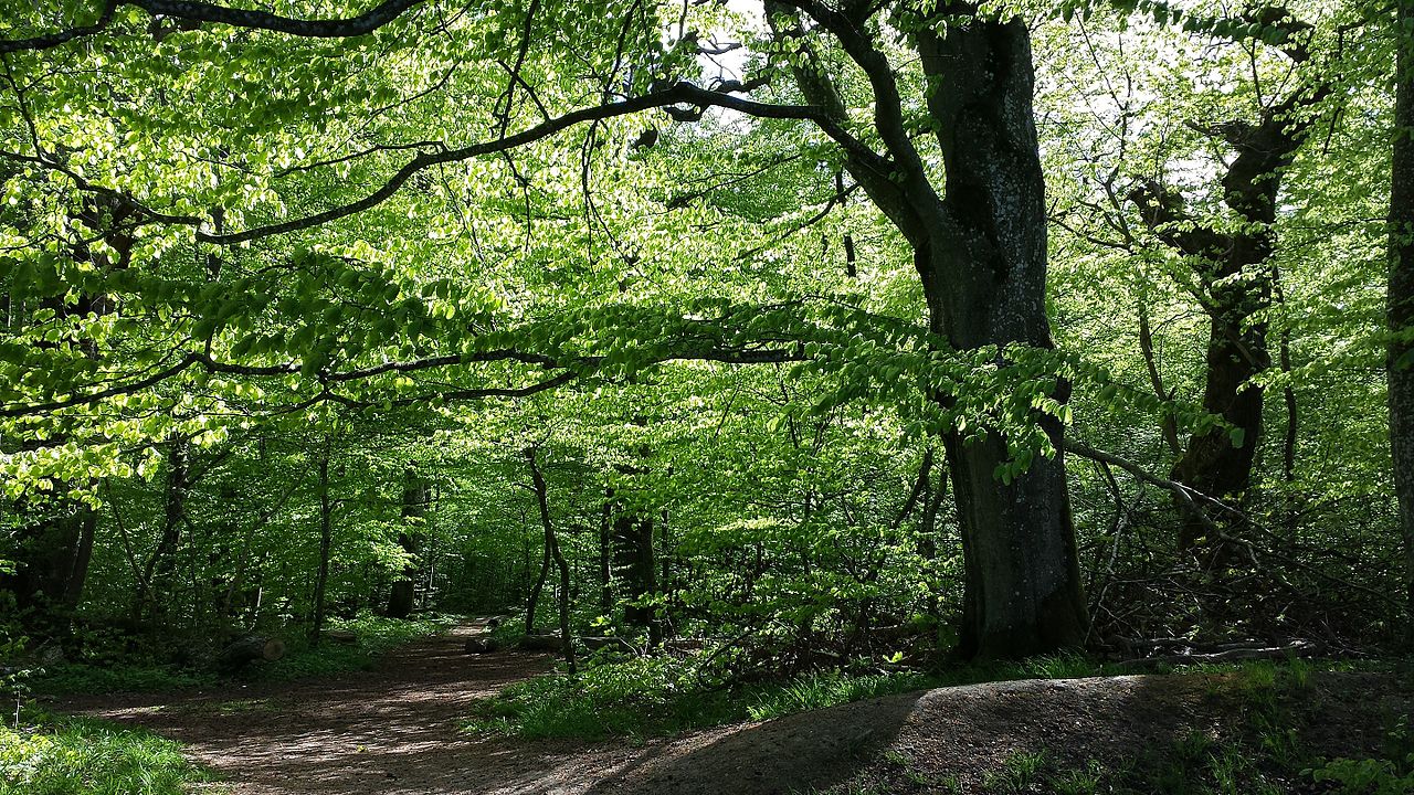 Dalby Söderskog National Park forest visiting lund