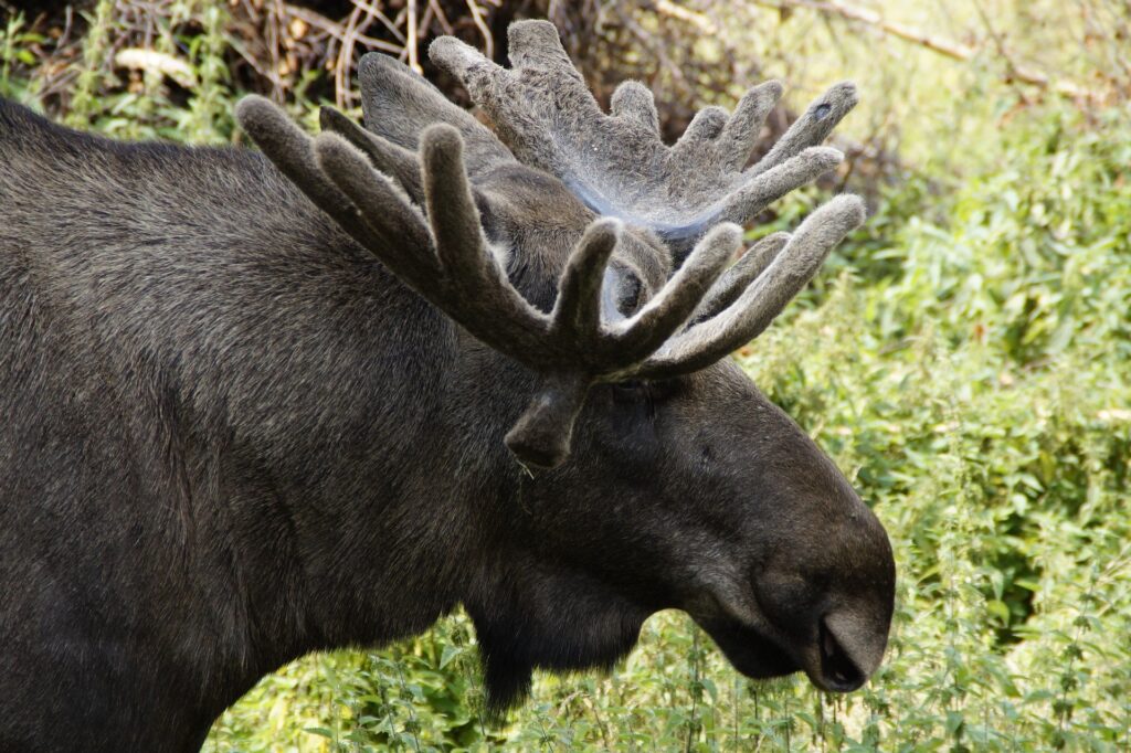 where-to-see-moose-in-sweden-guide-farmstay-sweden